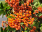 Preview: Pyracantha Orange Charmer Feuerdorn Orange Charmer